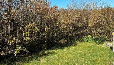 Clingera studio rooms - Foto 2, Garden, Garden view