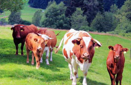 Ferienwohnung Schwarzwaldhof - Foto 31