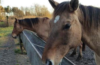 Les Sableaux, les portes du Marquenterre - Foto 35