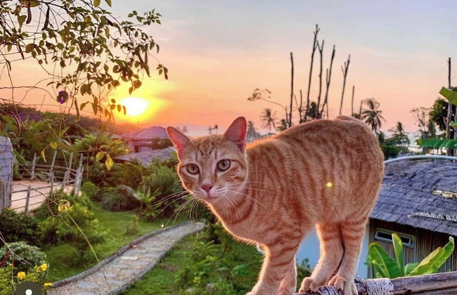 Jaiyen Eco Resort - Foto 10