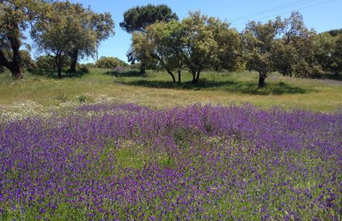 Herdade de Montalvo - Comporta - Photo 46