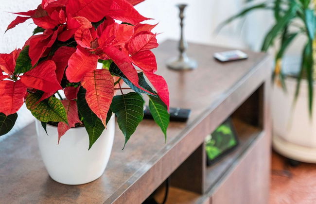 Apartment in Dresden With Swimming Pool - Foto 23