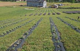 Lawendowy Raj - Foto 75