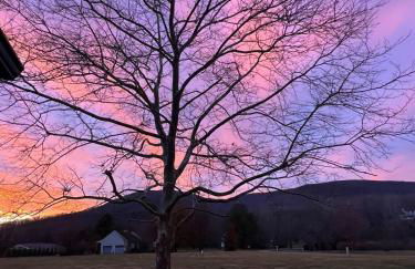 Sycamore Shade - Foto 53