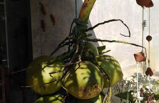 Flora Land Resort Chiang Mai - Foto 23