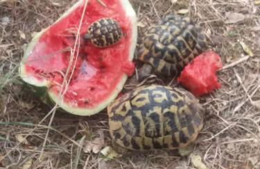 Agriturismo Il Gelso - Foto 29