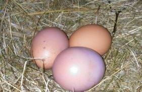 Grünsteinhof - Wohnung Rotstein - Foto 35