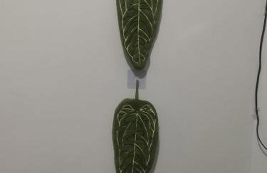 UniversiFlat - Foto 31