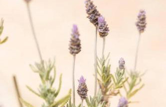 Elpida's country house - Foto 16