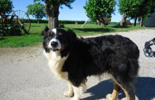 Agriturismo Al Gelso - Foto 10