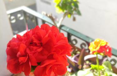 Vive Triana - Foto 9
