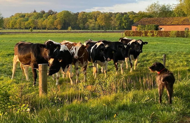 Sunlit Chalet by the Pond - Foto 22