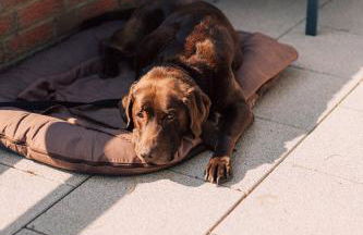 Finnhütten Markgrafenheide - Foto 20