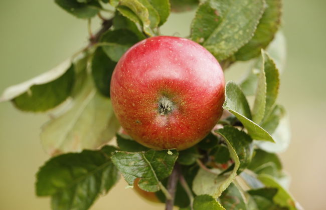 Mälarhusen Semesterby Österlen - Stugor & Gårdssviter - Photo 62