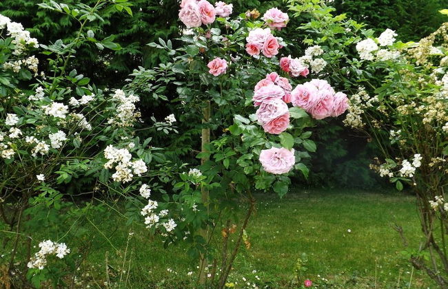 Kingsmills Cottages Cookstown - Foto 43