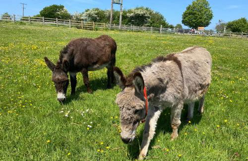 Sleepy Donkey Cottage - Foto 19