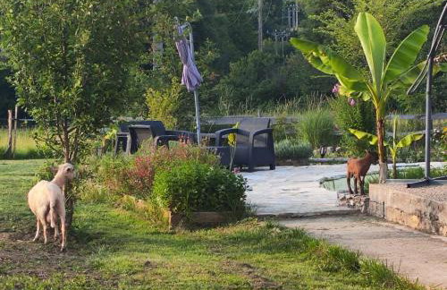Au chant des oiseaux - rouge gorge - Foto 29