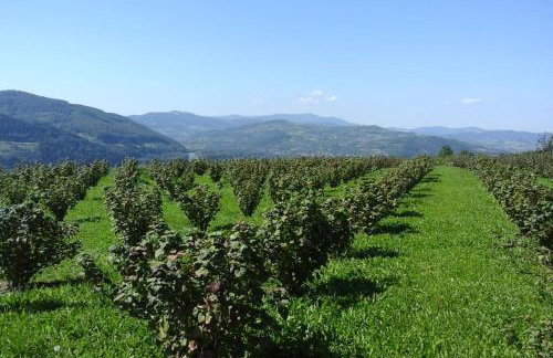 Maszkowice Domek nad Dunajcem na szczycie gory - Foto 4