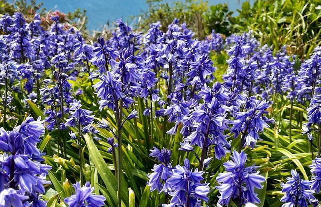 Cowshed Cottage Located nr Kynance Cove - Foto 19