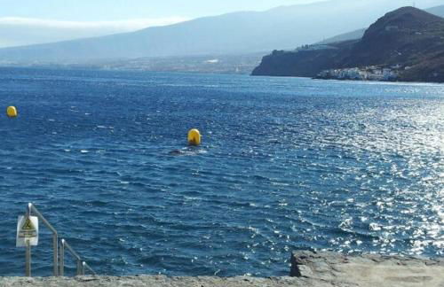 Radazul Paraíso Beach - Dive - Foto 33