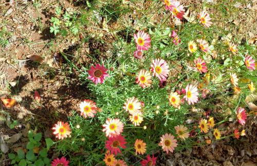 Boheme studio Artemis - Foto 32