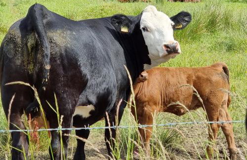 Curlew Cottage Eldwick peaceful location where you can watch the horses - Foto 13