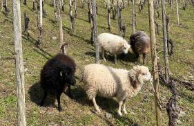 Ferienwohnungen Dr Wagner - Photo 4