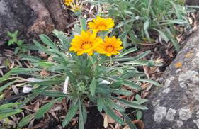 Monte do Ribeiro Baço - Monsaraz - Foto 18