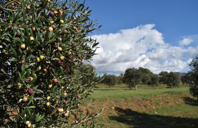 Cortijo la Molina de Cabo de Gata - Foto 53