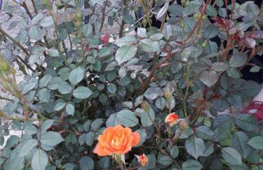 Apartman Patrik - Foto 20