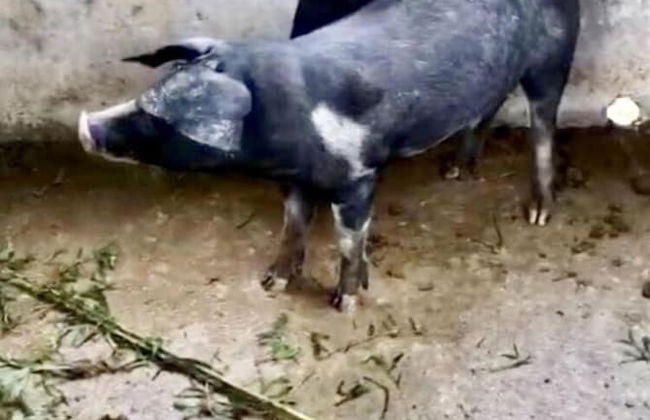 Sobral Rice Terraces View - Foto 46