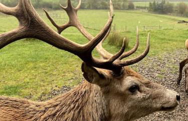 Historical North Cottage in Old Deer - Photo 50