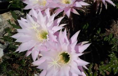 Case de Campo "El Caroche" Alojamientos, Retiros y Eventos - Foto 48