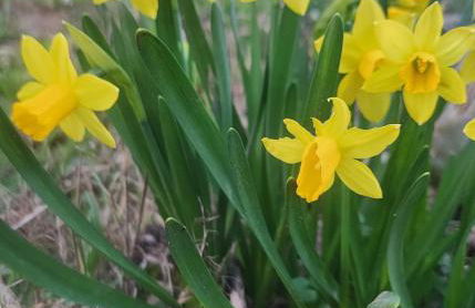 MIN HISELE, Ma PETITE MAISON - Foto 21