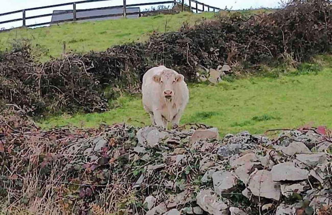 Rose Cottage in Ennistymon - Near Cliffs of Moher - Photo 10