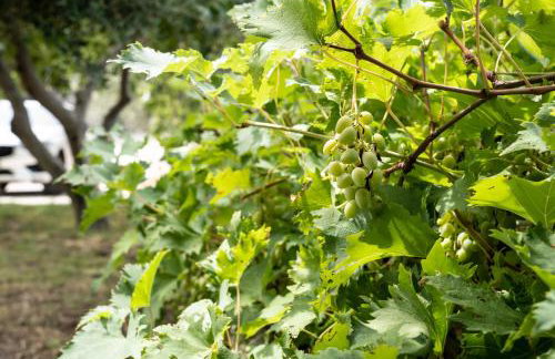 Villa Pag Dubrava Relax with Pool - Photo 76