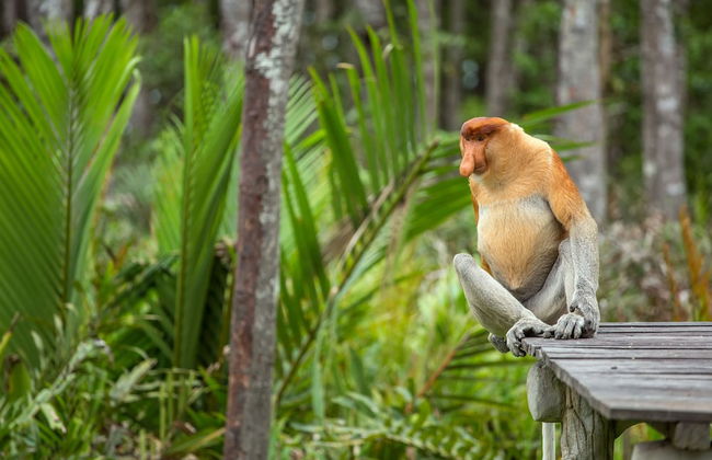 Sipadan Inn Service Apartments Semporna - Foto 28