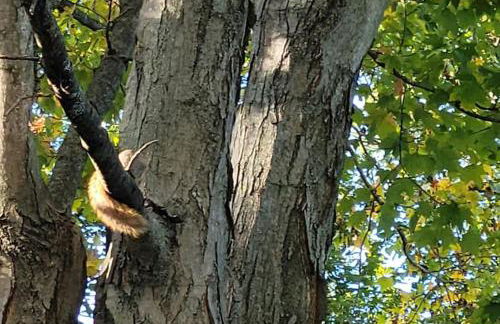 Large 1 BR Cottage, KING BED on the Lake - Foto 19