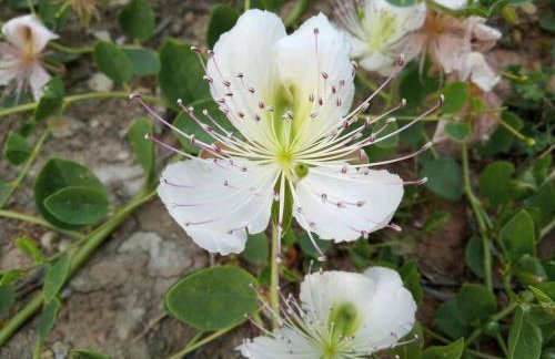 Traditional Creta stone house in serenity village - Foto 71
