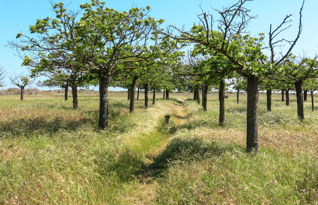 Domaine Les Mûriers - Foto 46