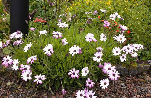 Clonaslee House - Foto 26