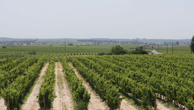 Viñedos en Arrábida