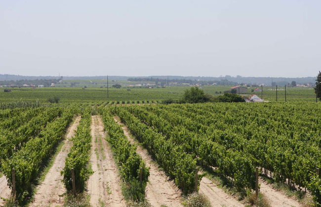 Visite de deux domaines vinicoles d'Arrábida + Usine d'azulejos - Photo 1