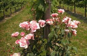 Country House Salomè - Foto 73