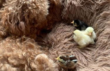 Fewo Landliebe - Foto 47