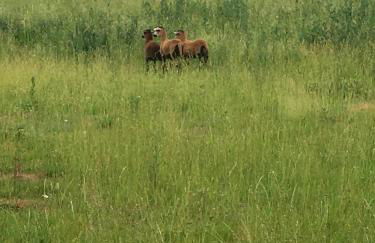 Fewo Angermünde - Henriettenhof - Foto 20