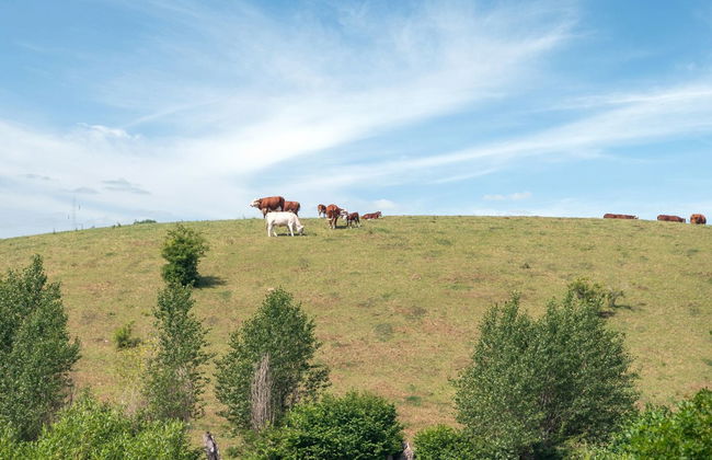 "Raija" - 400m from the sea - Foto 7