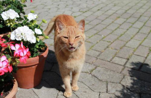 Ferienwohnung Schwarzwaldhof - Foto 29