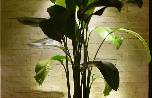 Mango Tree Siargao - Photo 68