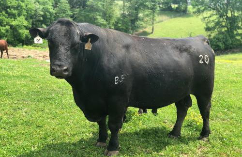 Cozy Farmhouse near Mammoth Cave on 45 acre farm - Foto 30